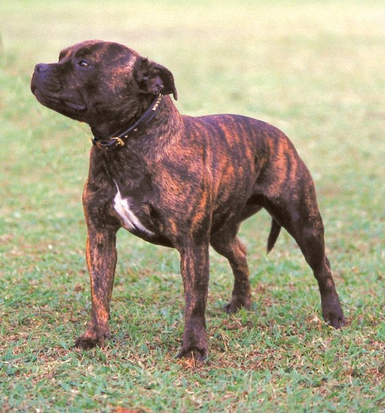 CH ZERACIOUS What A Prospect - Scat
